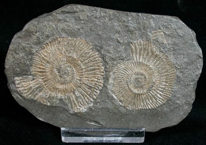Dactylioceras Ammonites - Posidonia Shale #11131